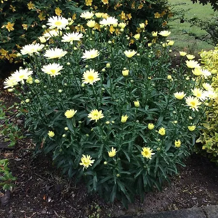 Frühstückspension Hollymount House 3*