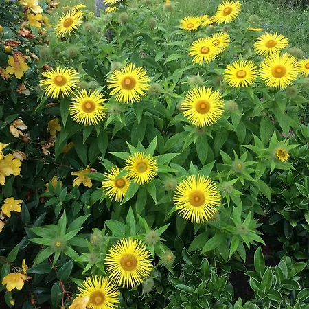 Frühstückspension Hollymount House Cahir