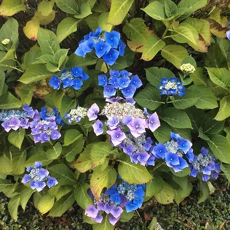 Hollymount House Frühstückspension 3*