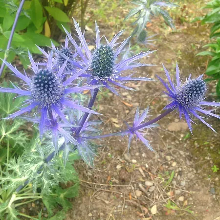 Hollymount House Frühstückspension 3*