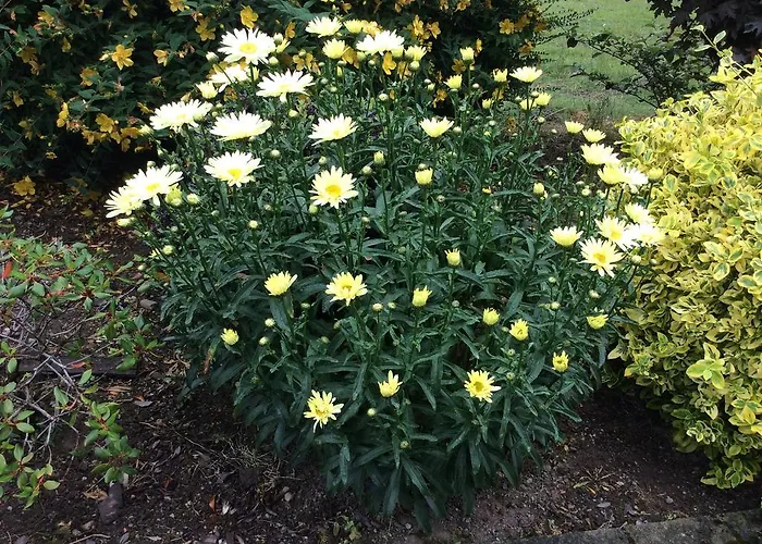 Bed & Breakfast Hollymount House 3*