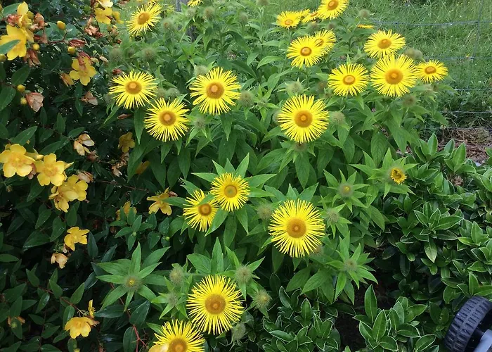 Bed & Breakfast Hollymount House Cahir