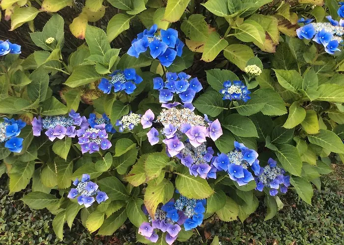 Hollymount House Bed & Breakfast 3*