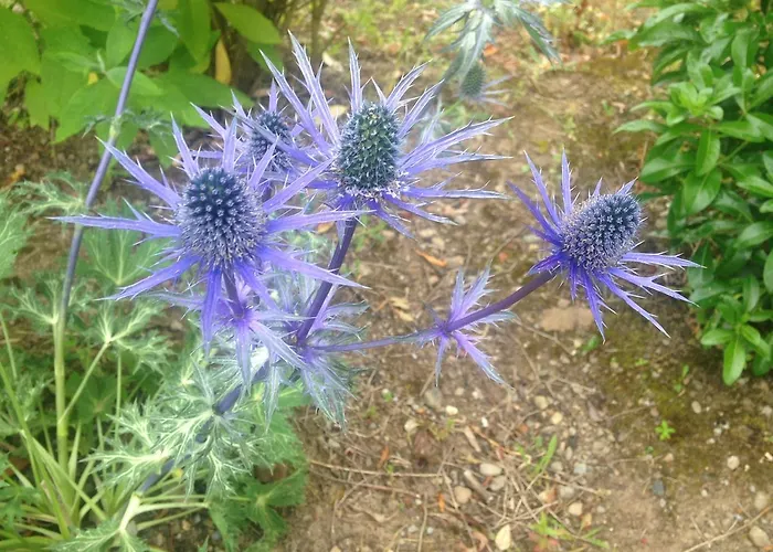 Hollymount House Bed & Breakfast 3*